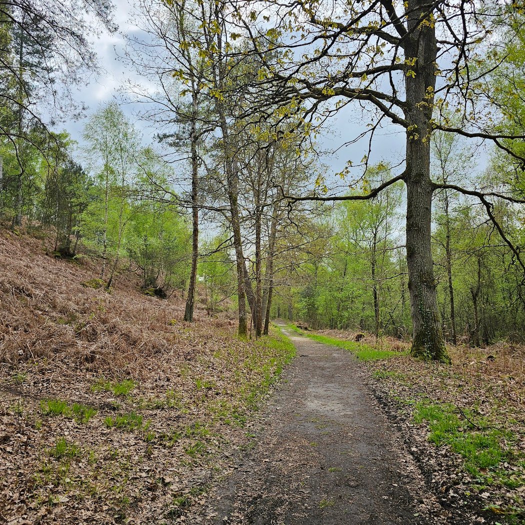 Forêt de Rambouillet et rochers d'Angennes 3
